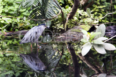 Striated Mangrove Heron