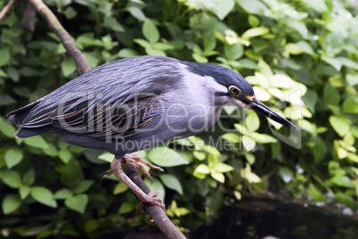 Striated Mangrove Heron