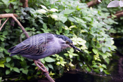 Striated Mangrove Heron
