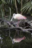 Roseate Spoonbill