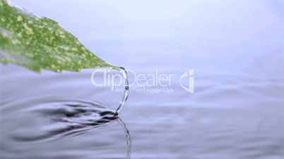 Leaf emerging in super slow motion from water