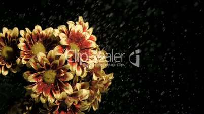 Chrysanthemums carinatum in super slow motion being wet