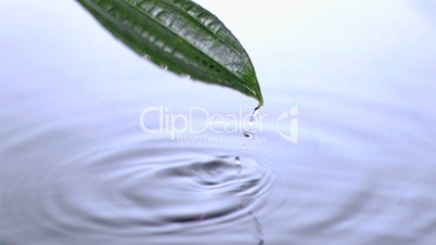 Leaf spouting in super slow motion from water