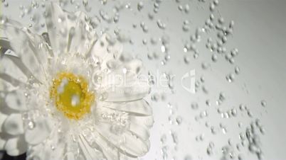 Beautiful gerbera in super slow motion under the rain