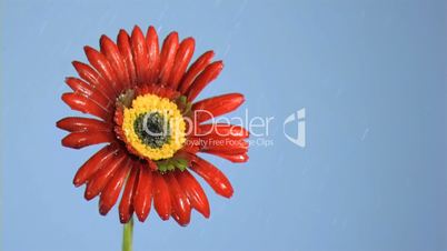 Beautiful flower in super slow motion drying