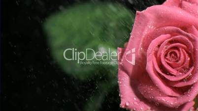 Pink rose watered in super slow motion