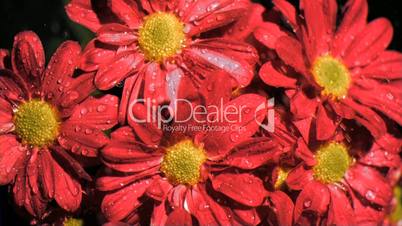 Red daisy flowers in super slow motion receiving water