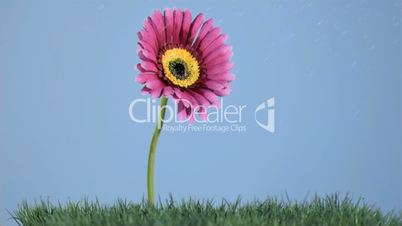 Rain falling in super slow motion on a pink gerbera