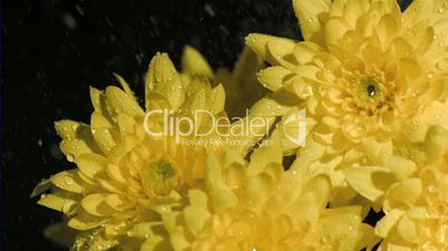 Yellow flowers in super slow motion being soaked