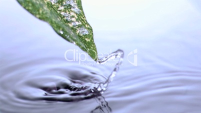 Green leaf getting out in super slow motion from water