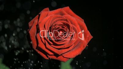 Beautiful red rose in super slow motion being watered
