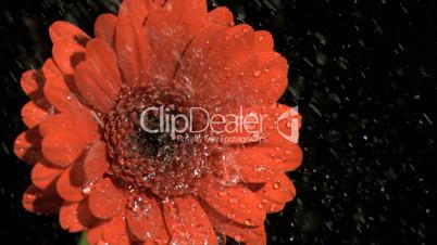 Rain falling in super slow motion on flower