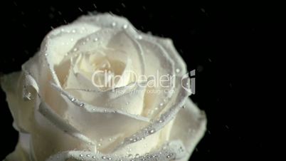 Water falling in super slow motion on white rose