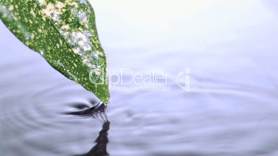 Water drops falling in super slow motion from the leaf