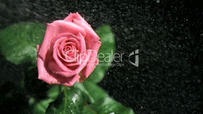 Pink rose being watered in super slow motion