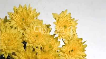 Yellow chrysanthemum in super slow motion being wet