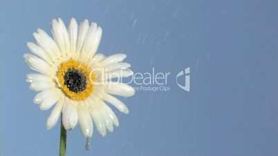 Drops of water in super slow motion flowing on a beautiful flower