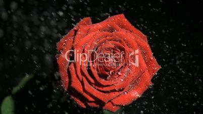 Raindrops in super slow motion flowing on a beautiful rose