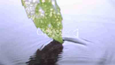 Leaf moving in super slow motion on the surface of water