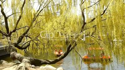 Dense willows by sparkling lake,Tourists cruise ships on water.