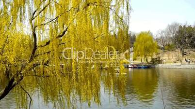 Dense willows by sparkling lake,Tourists cruise ships on water.