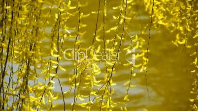 Dense willows by sparkling lake,Tourists cruise ships on water.