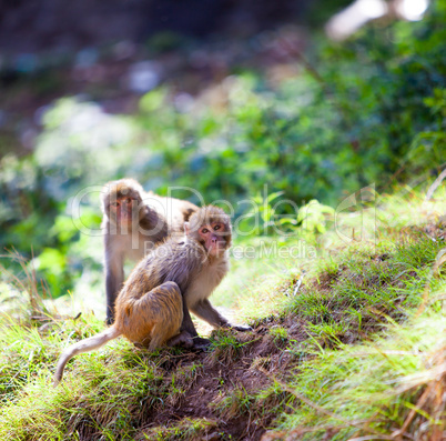monkey - Macacus mulatta