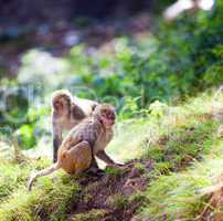 monkey - Macacus mulatta