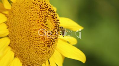 Bee in sunflower