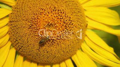 Bee in sunflower