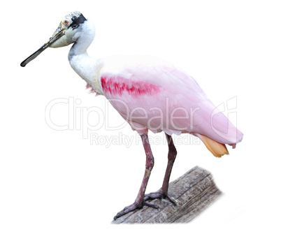 Roseate Spoonbill (Platalea ajaja)