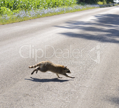 Raccoon Crossing The Road