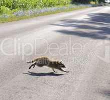 Raccoon Crossing The Road