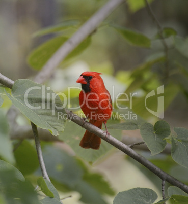 Cardinal Bird