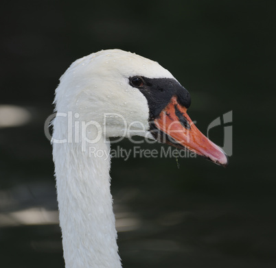 Swan Portrait