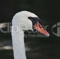 Swan Portrait