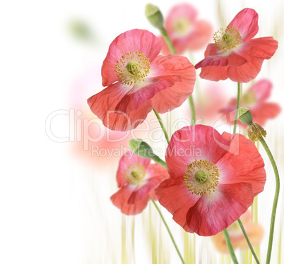 Poppy Flowers