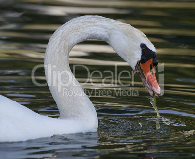 Swan Portrait