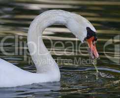 Swan Portrait