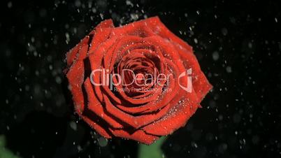 Beautiful rose in super slow motion being soaked