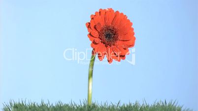 Rain falling in super slow motion on an orange gerbera