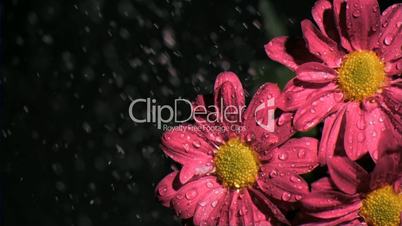 Beautiful flowers in super slow motion being watered