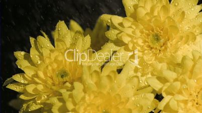 Bunch of chrysanthemums in super slow motion being soaked