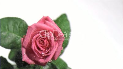 Beautiful rose in super slow motion being watered