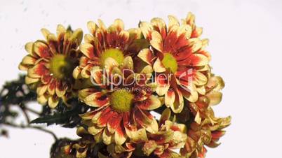 Yellow and brown flowers in super slow motion being watered