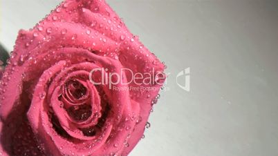 Pink rose in super slow motion being soaked