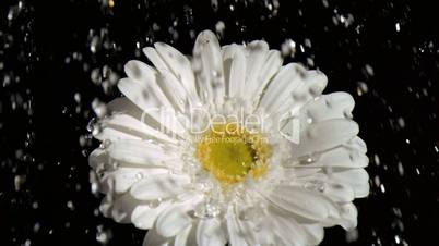 Gerbera in super slow motion being soaked