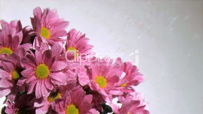 Water being dripped in super slow motion on a pink daises