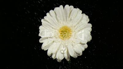 White flower in super slow motion receiving rainfall
