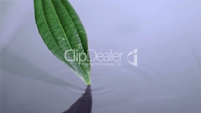 Leaf touching in super slow motion the surface of water